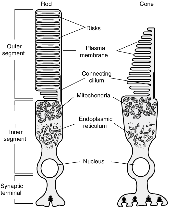 1 Schematic diagram of vertebrate rod and cone photoreceptors. The... | Download Scientific Diagram